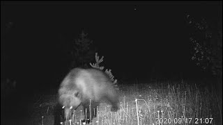 Grizzly Bear Sniffs Trail Camera
