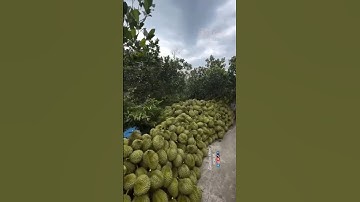 Vietnam’s durian export boom hits $3 billion, prices at all-time high #durian  #chinamarket #榴莲