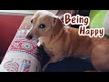 Daily life vlog 4being happy