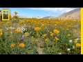 This Is a Desert. Notice Something Strange? | National Geographic