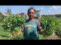 Gardening sa bakanteng Lote: Growing Kinchay or Chinese Celery
