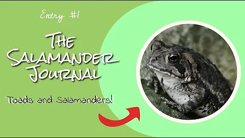 [The Salamander Journal #1]  Toads and Salamanders!
