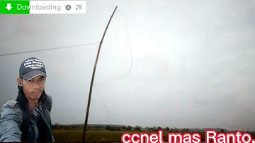 teori memikat burung belibis pakai jaring mantap hasil nya.