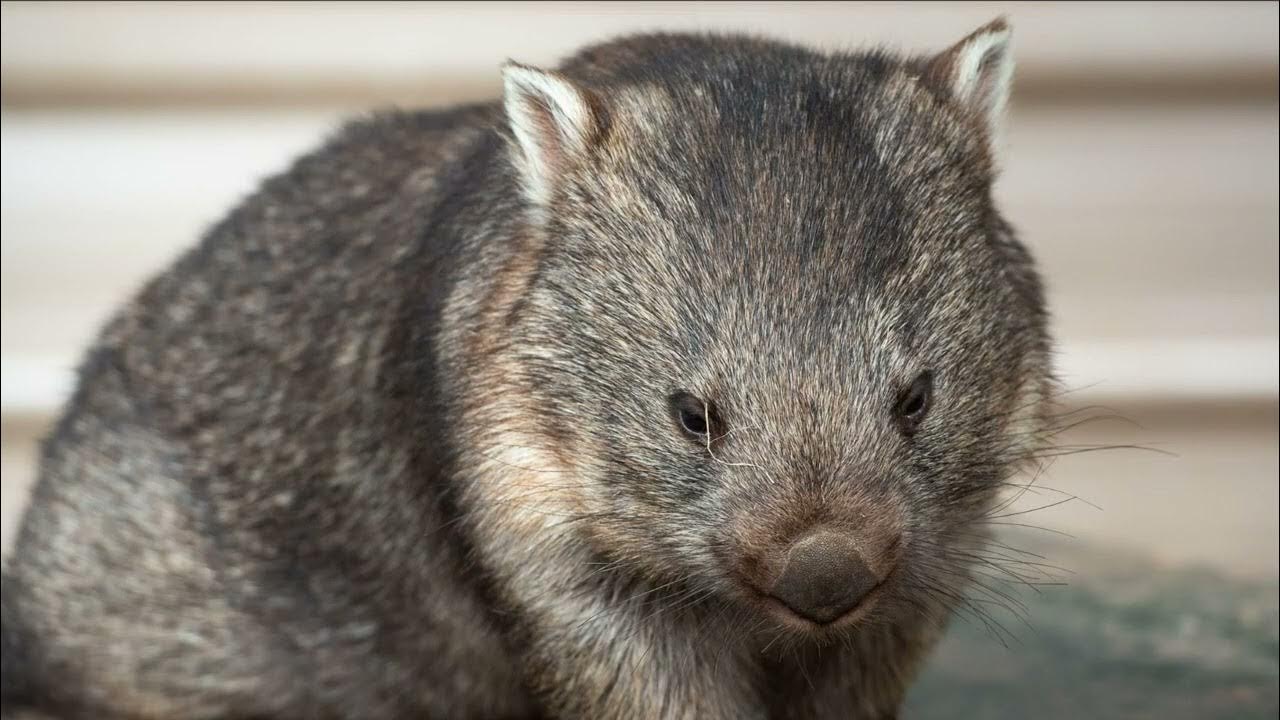 What Is A Wombat