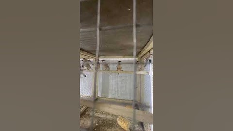 Java breed | 2024 | Video # 11 | #javasparrow