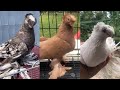 ОТБОРНЫЕ ГОЛУБИ. Узбекские двухчубые голуби. Tauben. Pigeons