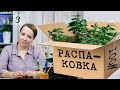 Распаковка №3 - мои цитрусовые: кафир лайм, лиметта пурша и лимон вариегатный