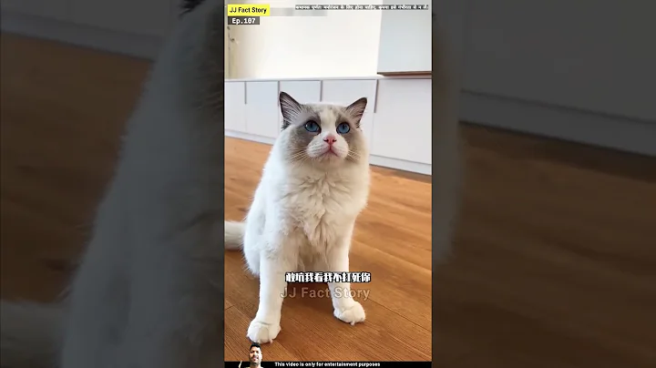 Video 4603071: cat funny pets dog, cat vs dog funny, facts pets, kitty