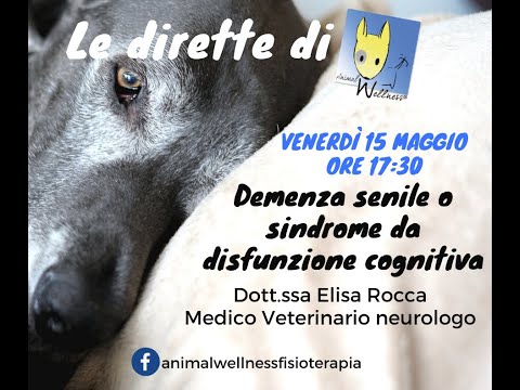 Video: Home rimedi per indurre il lavoro in cani in gravidanza