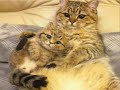 Мамы-кошки и котята