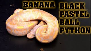 Clutch #7 update!  Banana x black pastel!