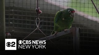 Endangered Puerto Rican parrot threatened by destructive hurricanes screenshot 2