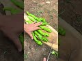 خاکورزی و پشته زنی چرخشی کوچک  400000439 همه در یک درخت
