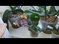 Орхидеи Портят Новый ДОМ/ цветонос растет не правильно/ Что делать с не послушными корнями ?