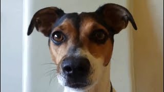 Funny dogs - TOP ten dog barking videos compilation - Dog barking sound