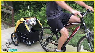 Puppy Cruising Down the Street | Burley Tailwagon Review