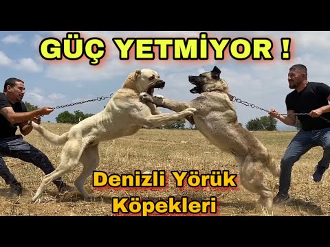 DEVASA YÖRÜK KÖPEKLERİ KARŞI KARŞIYA GELDİLER ! ALFA KİM OLDU ? | DENiZLİ DE ASLAN VARMIŞ