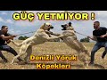 DEVASA YÖRÜK KÖPEKLERİ KARŞI KARŞIYA GELDİLER ! ALFA KİM OLDU ? | DENiZLİ DE ASLAN VARMIŞ