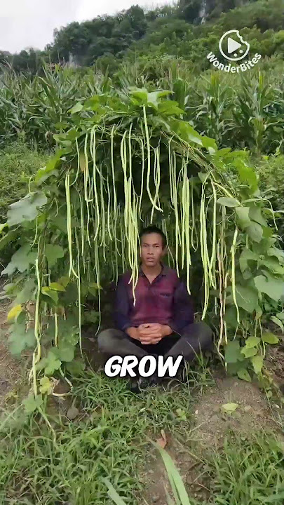 The Meditating Immortal