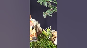 sư minh tuệ - tiểu cảnh mini trang trí góc vườn