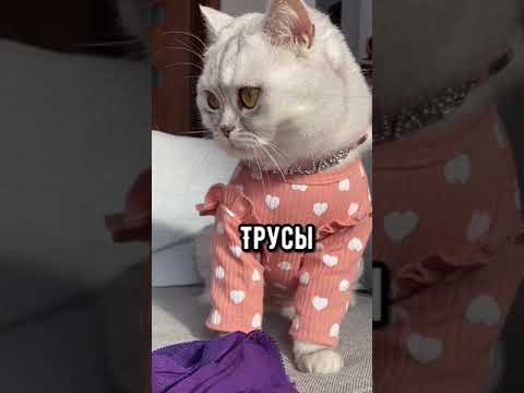 смешные коты -