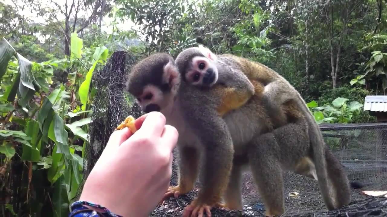 Volunteer Work in Ecuador 2011 - YouTube