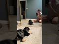 Adorable french bulldogs hilarious encounter with mirror reflection 