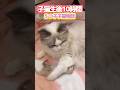 【🌙ルナの子猫日記】👵🏻🆚🐱生まれたてなのに押し潰されても1人で立ち向かう勇敢な赤ちゃん子猫 #shorts #子猫 #ラグドール