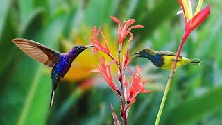 Relaxing Sounds of Wild Birds - Natural Sounds for Sleep, Chirping Birds help Relax the Soul by Gsus4 Officical 1,226 views 4 weeks ago 10 hours, 20 minutes