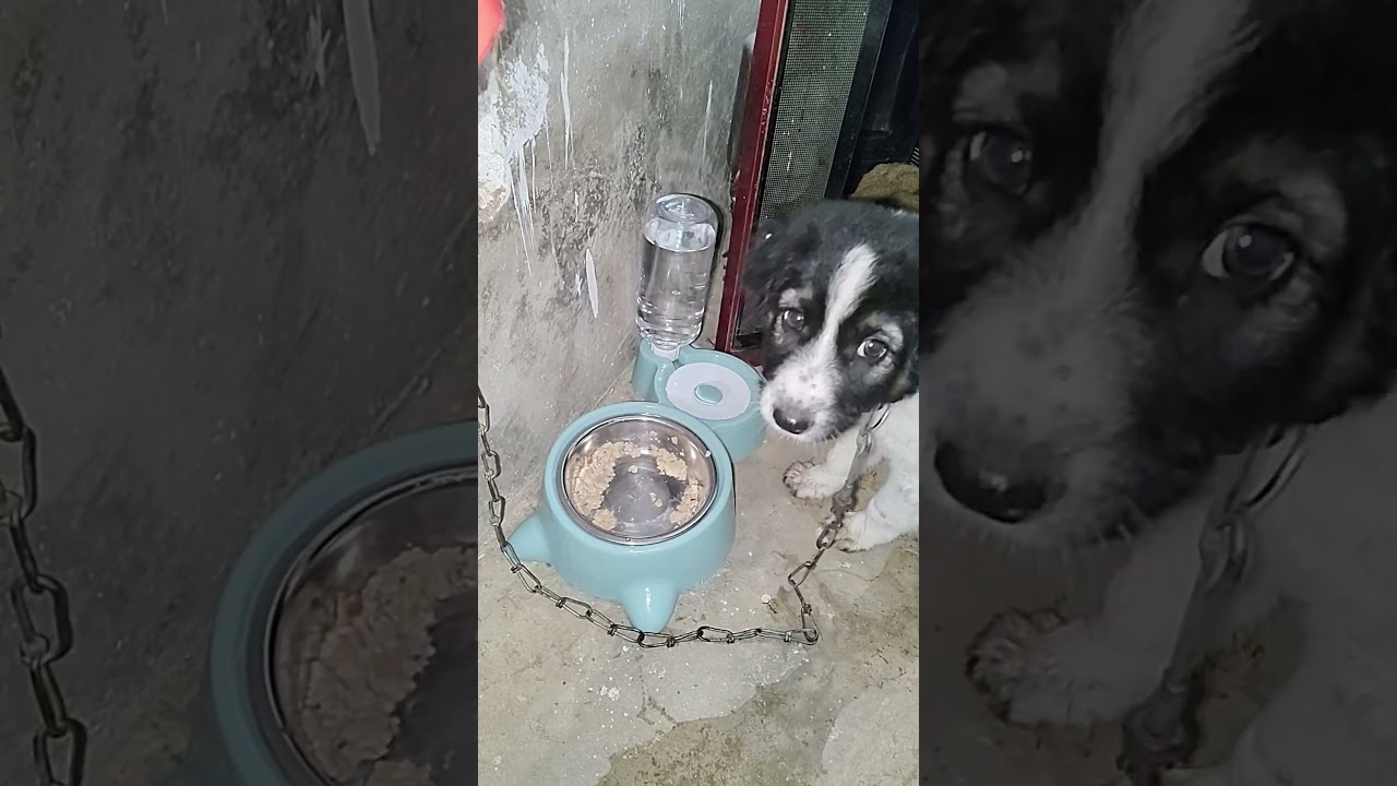 lucky ke liye new Katora 