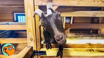 Wacky Goat Loves Pets, But Everyone Ran Away From Him First | Cuddle Buddies