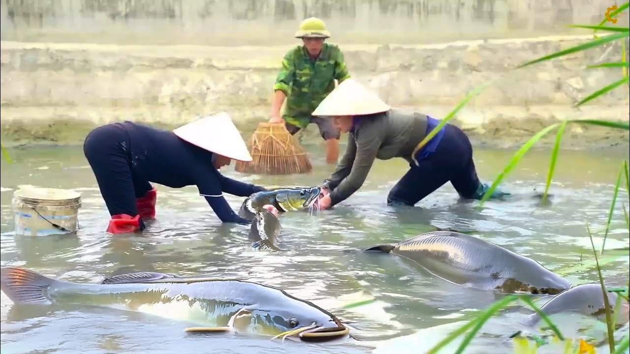 Ancient Fishing Skills: Harvest 1000+kg Giant Fish 🐟 from the River for Sale & Cooking Village-Style