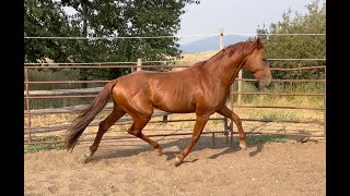 Chestnut Warmblood Stallion for sale