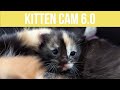 Kitten Cam 6.0 - Day 30 - Sunset and 6 kittens