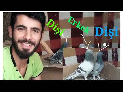 Video: Bir Dişi Bir Erkek Molly'den Nasıl Ayırt Edilir