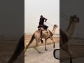 خيل_المذبح خيل دحيه اكسبلور horse الخيل mp3