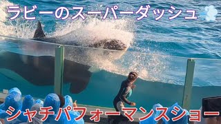 【ラビーのスーパーダッシュ💨が炸裂⚡】2023年11月3日15時　鴨川シーワールド✨シャチパフォーマンスショー❗