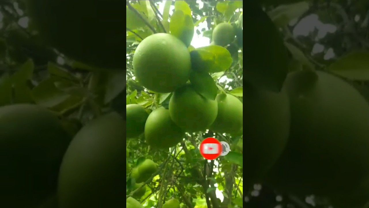Pink pomelo fruits or chakotra fruits 🍐🍐shortsvideo viral short 