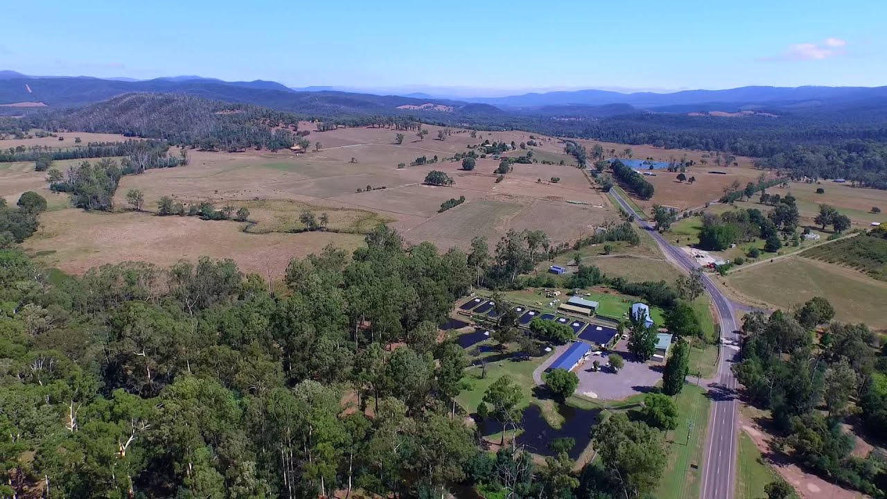 Buxton Trout Farm, Melbourne, Australia YouTube