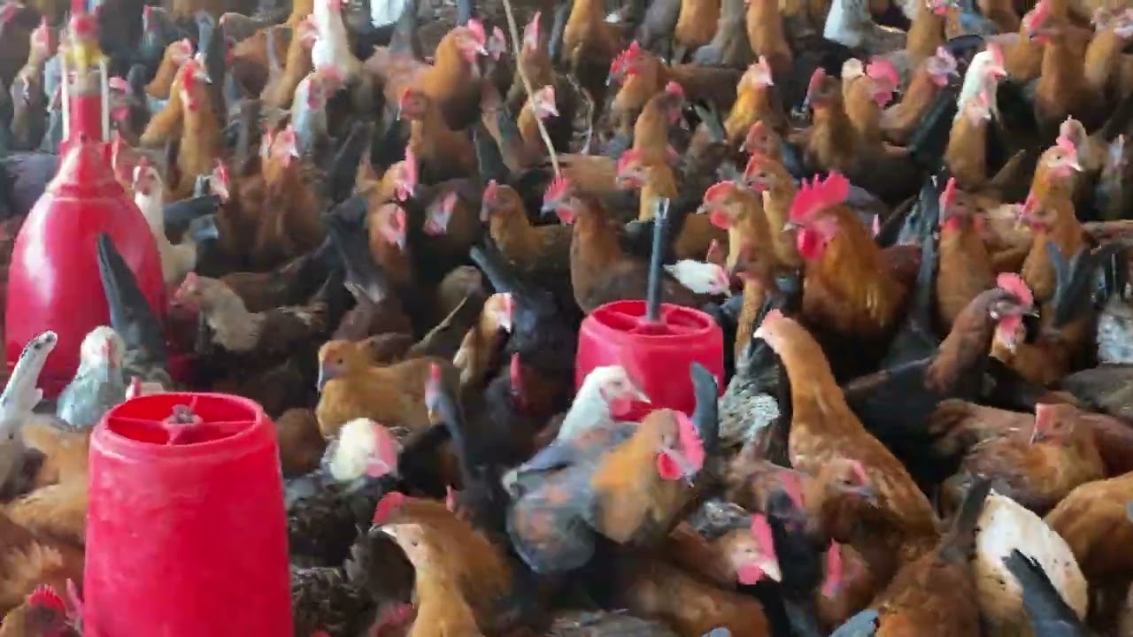 Desi sonali murgi 76 days me weight aur feed ka ratio#youtubevedioviral#subscribe 