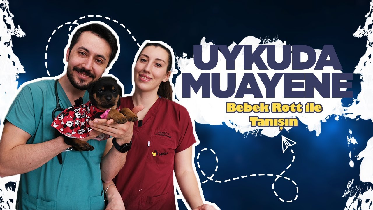 Yavru Köpeklerin Vet ziyareti ! #vetvlog #vetco #yavruköpek #köpekbakımı