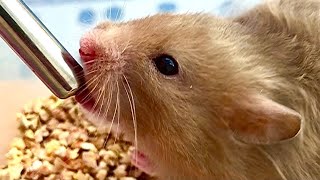 Syrian Hamster Drinking