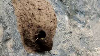 Mud House Creation by a Bee | Dhyanam
