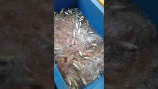 Download Lagu SI OM SAHARA MP3