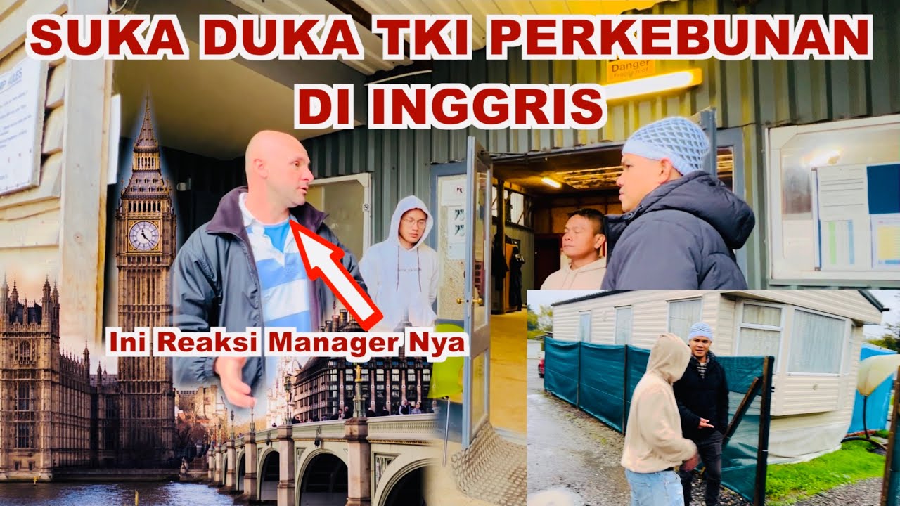 Ini Reaksi Manager PT Perkebunan Tentang TKI Di Inggris, Bangga sih 👍