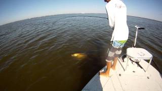 Famous Redfish on Topwater and Jigs with Fin & Fly Charters Net Worth