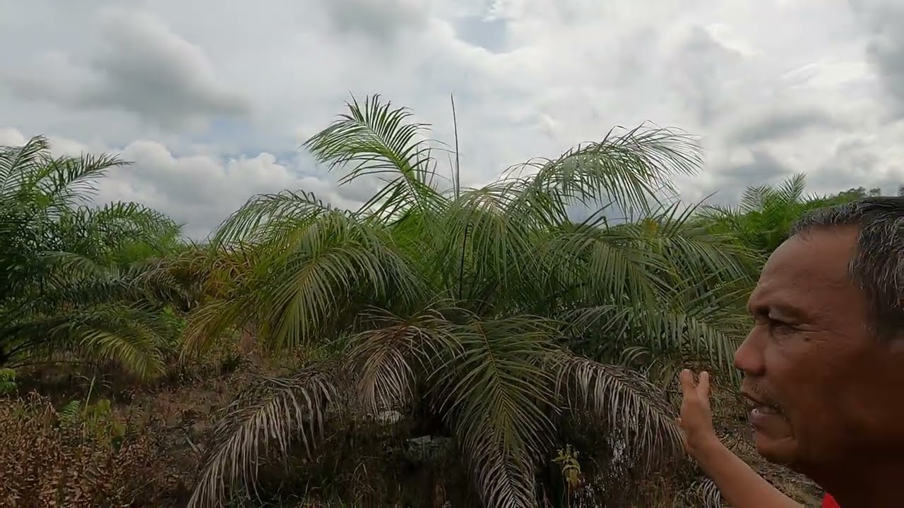 Kebun Sawit yang tergenang air di daerah rawa dengan tanah gambut tipis