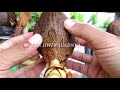 TIPS MEMBUAT BONSAI KELAPA MEDIA AIR KHUSUS PEMULA