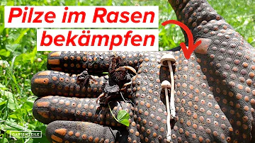 Wie bekommt man Pilze auf dem Rasen weg?