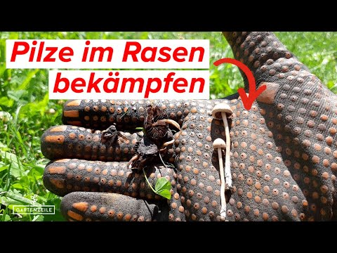 mit was dnge ich kirschlorbeer Kirschlorbeer Dnger